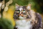 Norwegian forest cat in autumn