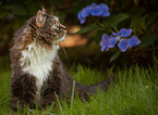 Norwegian forest cat in front of flowers