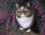 Norwegian forest cat in front of flowers