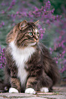 Norwegian forest cat in front of flowers