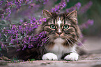 Norwegian forest cat in front of flowers