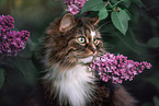 Norwegian forest cat in front of flowers