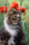 Norwegian forest cat in front of flowers