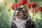 Norwegian forest cat in front of flowers