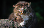 Norwegian Forest Cat