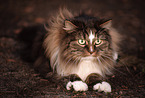 lying Norwegian Forest Cat