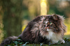lying Norwegian Forest Cat