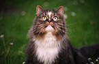 Norwegian Forest Cat on the meadow