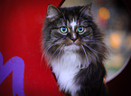 Norwegian Forest Cat Portrait