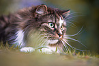 lying Norwegian Forest Cat