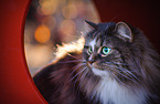 Norwegian Forest Cat Portrait