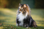 Norwegian Forest Cat on the meadow