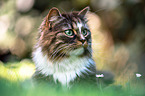 Norwegian Forest Cat on the meadow