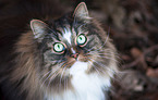 Norwegian Forest Cat portrait