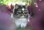 Norwegian Forest Cat portrait