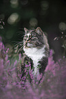 Norwegian Forest Cat portrait