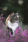 Norwegian Forest Cat portrait