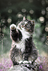 sitting Norwegian Forest Cat