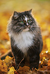 standing Norwegian Forest Cat