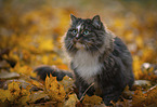 Norwegian Forest Cat