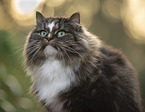 Norwegian Forest Cat portrait