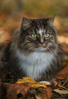 lying Norwegian Forest Cat