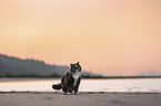 Norwegian Forest Cat at the beach