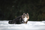 Norwegian Forest Cat in the snow