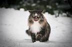 walking Norwegian Forest Cat