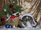 Norwegian Forest Cat with christmas decoration