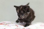 walking Norwegian Forest Kitten