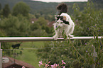 Norwegian Forest Cat