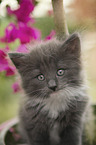 Norwegian Forest Cat Kitten