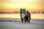 Norwegian Forest Cat