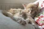 sleeping norwegian forest kitten