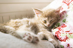 sleeping norwegian forest kitten