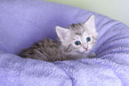Norwegian Forest kitten