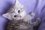 Norwegian Forest kitten