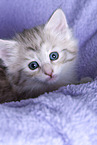 Norwegian Forest kitten