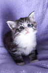 Norwegian Forest kitten