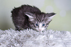 Norwegian Forest kitten