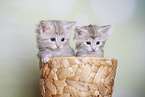 Norwegian Forest kittens