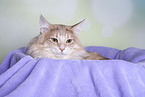 Norwegian Forest Cat