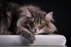 Norwegian Forest Cat