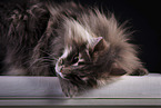 Norwegian Forest Cat