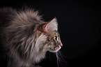 Norwegian Forest Cat