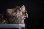 Norwegian Forest Cat