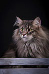 Norwegian Forest Cat