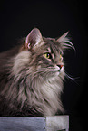 Norwegian Forest Cat