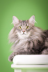 Norwegian Forest Cat